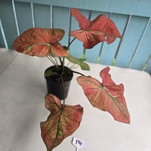 Load image into Gallery viewer, #P4 Caladium