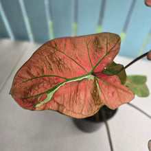 Load image into Gallery viewer, #P4 Caladium