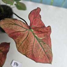 Load image into Gallery viewer, #P4 Caladium