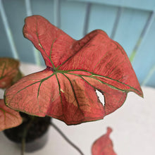 Load image into Gallery viewer, #P4 Caladium