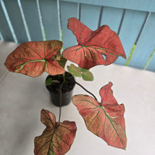 Load image into Gallery viewer, #P4 Caladium