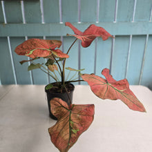 Load image into Gallery viewer, #P4 Caladium