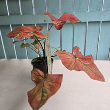 Load image into Gallery viewer, #P4 Caladium