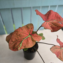 Load image into Gallery viewer, #P4 Caladium