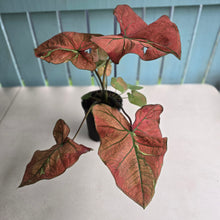 Load image into Gallery viewer, #P4 Caladium