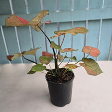 Load image into Gallery viewer, #P4 Caladium