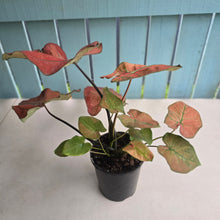 Load image into Gallery viewer, #P4 Caladium