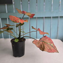 Load image into Gallery viewer, #P4 Caladium