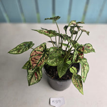 Load image into Gallery viewer, #H59 Mutated Caladium Strawberry Star