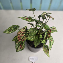 Load image into Gallery viewer, #H59 Mutated Caladium Strawberry Star