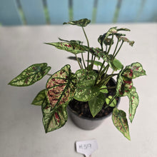 Load image into Gallery viewer, #H59 Mutated Caladium Strawberry Star