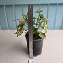 Load image into Gallery viewer, #H59 Mutated Caladium Strawberry Star