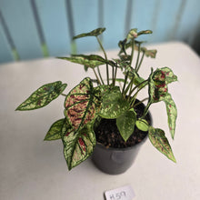 Load image into Gallery viewer, #H59 Mutated Caladium Strawberry Star