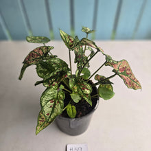 Load image into Gallery viewer, #H59 Mutated Caladium Strawberry Star