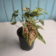 Load image into Gallery viewer, #H59 Mutated Caladium Strawberry Star