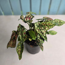 Load image into Gallery viewer, #H59 Mutated Caladium Strawberry Star