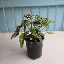 Load image into Gallery viewer, #H59 Mutated Caladium Strawberry Star