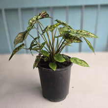 Load image into Gallery viewer, #H59 Mutated Caladium Strawberry Star