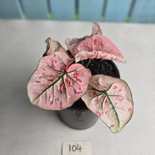 Load image into Gallery viewer, #104 Caladium Strawberry Star