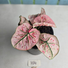 Load image into Gallery viewer, #104 Caladium Strawberry Star
