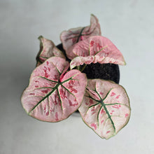 Load image into Gallery viewer, #104 Caladium Strawberry Star