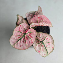 Load image into Gallery viewer, #104 Caladium Strawberry Star