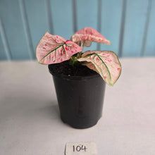 Load image into Gallery viewer, #104 Caladium Strawberry Star