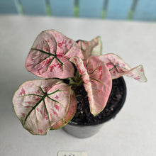 Load image into Gallery viewer, #104 Caladium Strawberry Star