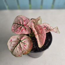 Load image into Gallery viewer, #104 Caladium Strawberry Star