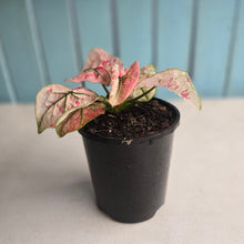 Load image into Gallery viewer, #104 Caladium Strawberry Star