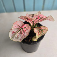 Load image into Gallery viewer, #104 Caladium Strawberry Star
