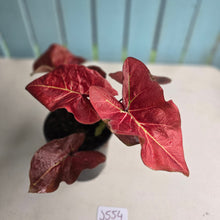 Load image into Gallery viewer, #J554 Caladium