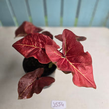 Load image into Gallery viewer, #J554 Caladium