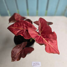 Load image into Gallery viewer, #J554 Caladium