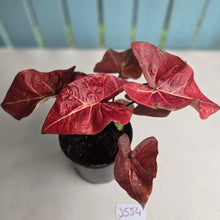 Load image into Gallery viewer, #J554 Caladium