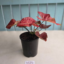 Load image into Gallery viewer, #J554 Caladium