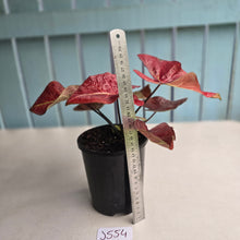 Load image into Gallery viewer, #J554 Caladium