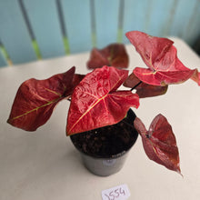 Load image into Gallery viewer, #J554 Caladium