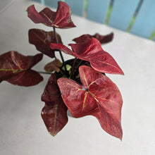 Load image into Gallery viewer, #J554 Caladium