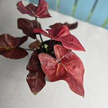 Load image into Gallery viewer, #J554 Caladium