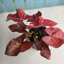 Load image into Gallery viewer, #J554 Caladium