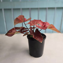 Load image into Gallery viewer, #J554 Caladium