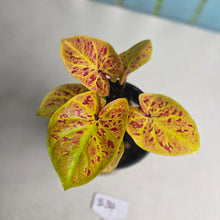 Load image into Gallery viewer, #B34 Caladium Elaine