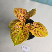 Load image into Gallery viewer, #B34 Caladium Elaine