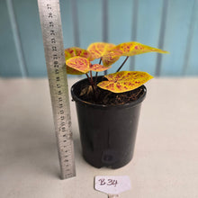 Load image into Gallery viewer, #B34 Caladium Elaine