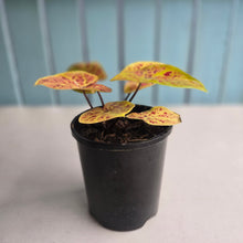Load image into Gallery viewer, #B34 Caladium Elaine