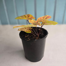 Load image into Gallery viewer, #B34 Caladium Elaine