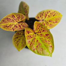 Load image into Gallery viewer, #B34 Caladium Elaine