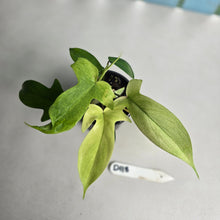 Load image into Gallery viewer, #D118 Two x Headed Philodendron Florida Ghost
