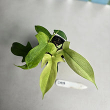 Load image into Gallery viewer, #D118 Two x Headed Philodendron Florida Ghost